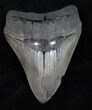 Good Quality, Fossil Megalodon Tooth #12006-1